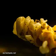 Macarrones a la Norma: &iexcl;Un Viaje Siciliano Delicioso!